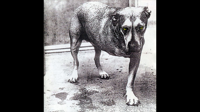 ALICE IN CHAINS: ALICE IN CHAINS: Third Studio Album (1995) LP